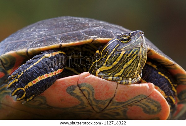 Western Painted\
Turtle, Chrysemys picta, detailed closeup clearly showing head,\
legs, feet, upper and lower\
shell