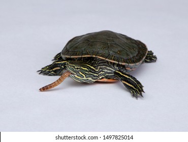 Western Painted Turtle Eating A Mealworm On A White Background With Detail On The Face And Mouth