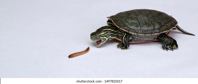 Western Painted Turtle eating a mealworm on a white background with detail on the face and mouth