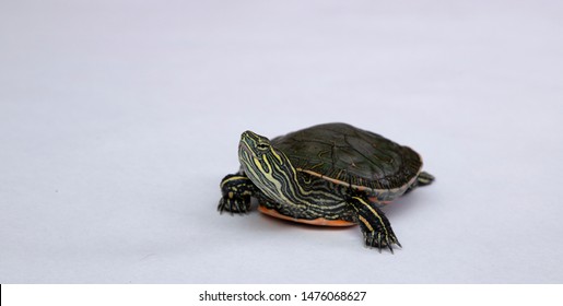 Western painted turtle on white background with detail on face - Powered by Shutterstock - Get 15% off with code: PIKWIZARD15