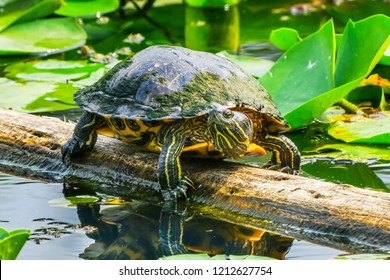 Western Painted Turtles Green Lily Pads Stock Photo 1212627754 ...