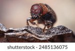 Western Pine Beetle close up on a piece of tree bark