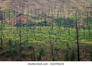 Western Pine Forest Recovering After Fire. 