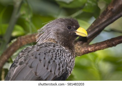 Western plantain-eater