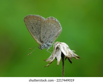 131 Smallest Butterfly Images, Stock Photos & Vectors 