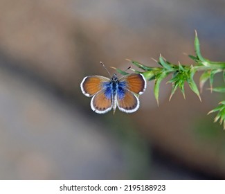 Western Pygmy-Blue
(Brephidium exilis) butterfly - Shutterstock ID 2195188923