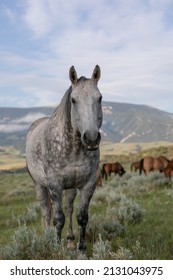 Western Ranch Horse Herd In Pryor Mountains