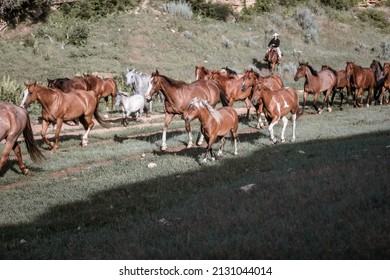 Western Ranch Horse Herd In Pryor Mountains