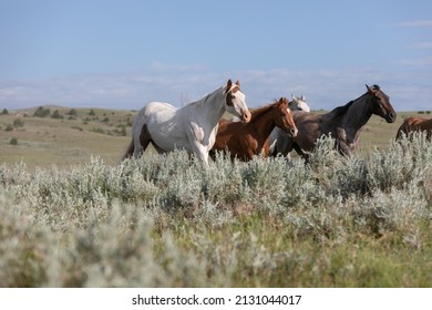 Western Ranch Horse Herd In Pryor Mountains