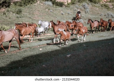 Western Ranch Horse Herd In Pryor Mountains