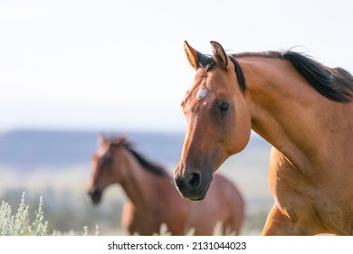 Western Ranch Horse Herd In Pryor Mountains