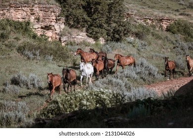 Western Ranch Horse Herd In Pryor Mountains