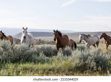 Western Ranch Horse Herd In Pryor Mountains