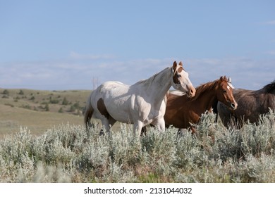 Western Ranch Horse Herd In Pryor Mountains