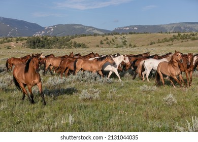 Western Ranch Horse Herd In Pryor Mountains