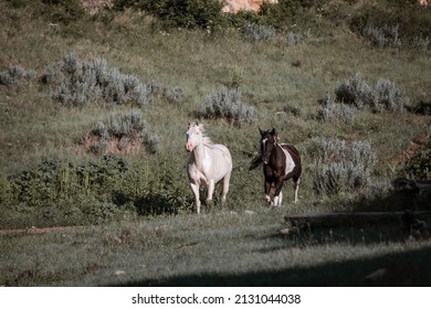 Western Ranch Horse Herd In Pryor Mountains