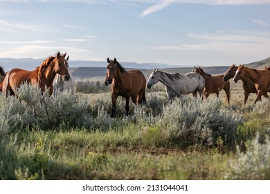 Western Ranch Horse Herd In Pryor Mountains