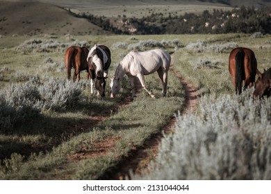 Western Ranch Horse Herd In Pryor Mountains