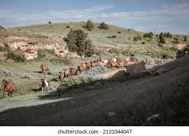 Western Ranch Horse Herd In Pryor Mountains