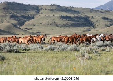 Western Ranch Horse Herd In Pryor Mountains