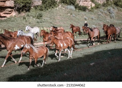 Western Ranch Horse Herd In Pryor Mountains