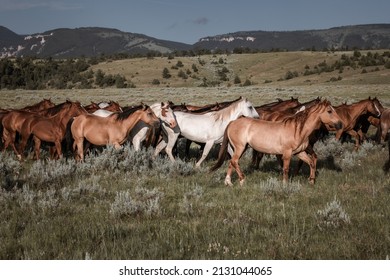 Western Ranch Horse Herd In Pryor Mountains