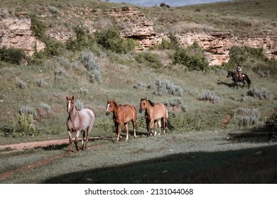 Western Ranch Horse Herd In Pryor Mountains