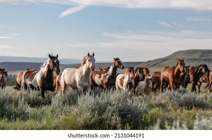 Western Ranch Horse Herd In Pryor Mountains