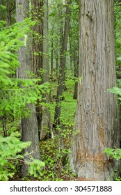 A Western Red Cedar Grove.