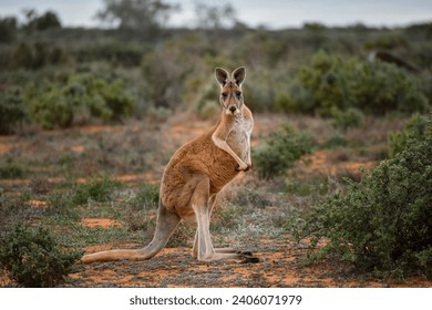 Western Red Kangaroo at Lake Mungo in Australia