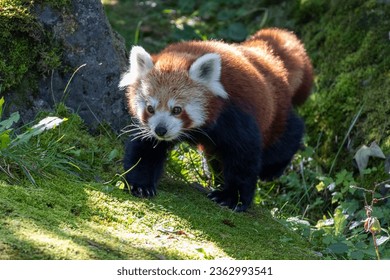 Western red panda (Ailurus fulgens fulgens), also known as the Nepalese red panda. - Shutterstock ID 2362993541