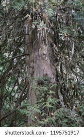 Western Redcedar Branches