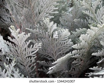 Western Redcedar Tree Close Up