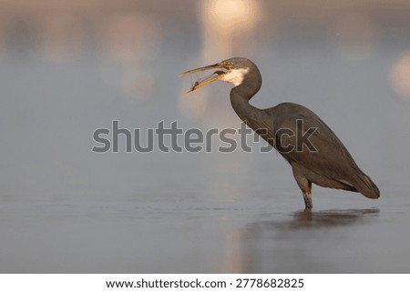 Western reef heron devouring a fish at Eker coast, Bahrain