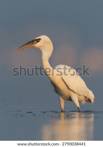 Western reef heron devouring a fish at Eker coast, Bahrain