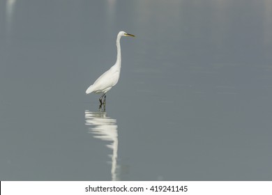 Ombres Oiseaux Vol Images Stock Photos Vectors Shutterstock