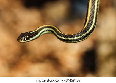 37 Western Ribbon Snake Images, Stock Photos & Vectors | Shutterstock