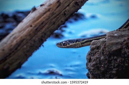 37 Western Ribbon Snake Images, Stock Photos & Vectors | Shutterstock