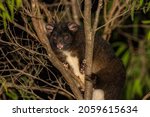 Western Ringtail Possums are a threatened species found in south western WA. In a very small area situated between a local park and a residential neighborhood we were able to locate over half a dozen.