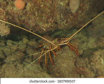 Western Rock Lobster, Crayfish, Scuba