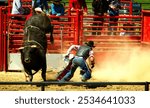 Western rodeo bull riding 8 seconds. Rider thrown running avoiding danger. Bucking kicking horns. Dust dirt ring chute. Athlete animal big mad angry. Sport. Chaps jeans cowboy hat vest.