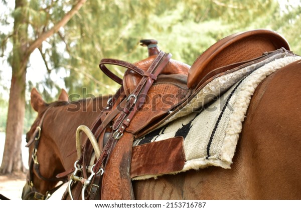 Western saddle\
on a horse, close-up of a horse wearing a brown leather western\
saddle, with his alter on the\
horn