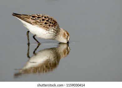 Western Sandpiper (Calidris Mauri) Feeding In The Sand. Washington Coast, USA.