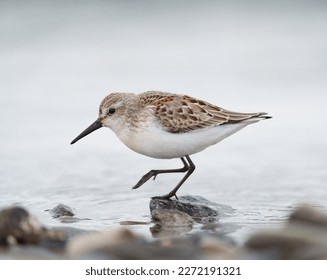 Western sandpiper feeding on seashore, it is a small sandpiper with relatively long, droopy bill.