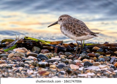 Sandpiper On Beach High Res Stock Images Shutterstock