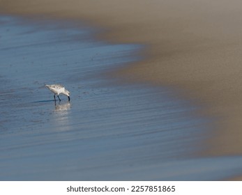 Western Sandpiper shorebird feeding along Florida panhandle shoreline