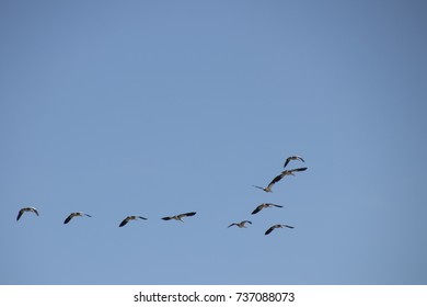 Western Scheldt,Estuary, August 2017:  Goose Are Flying Over