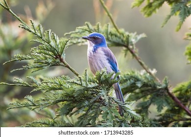 Western Scrub Jay At Mountain View Cemetery In Oakland, California.