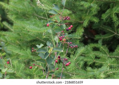 Western Serviceberry Bush With Berries