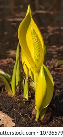 Western Skunk Cabbage